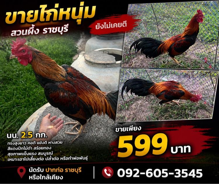 ไก่ชน