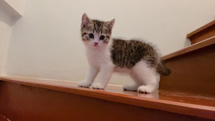 สก็อตติช โฟลด์ (Scottish Fold) เเบ่งเลี้ยง ลูกแมวสก็อตติช แท้