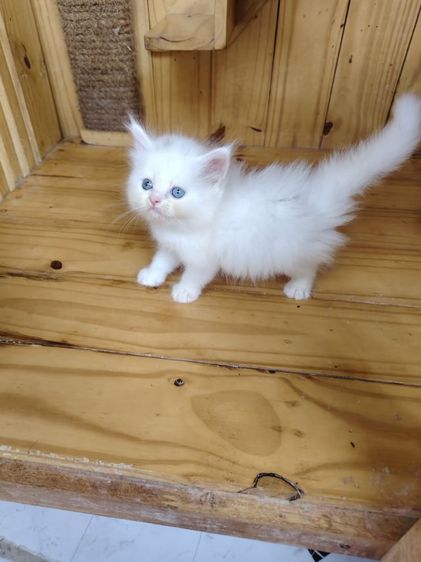 เปอร์เซีย (Persian) แมวเปอร์เซียแท้ตาสองสี