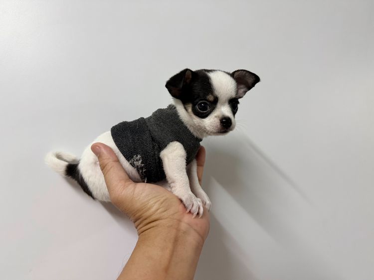 ชิวาวา (Chihuahua) เล็ก ชิวาวา เด็กชาย