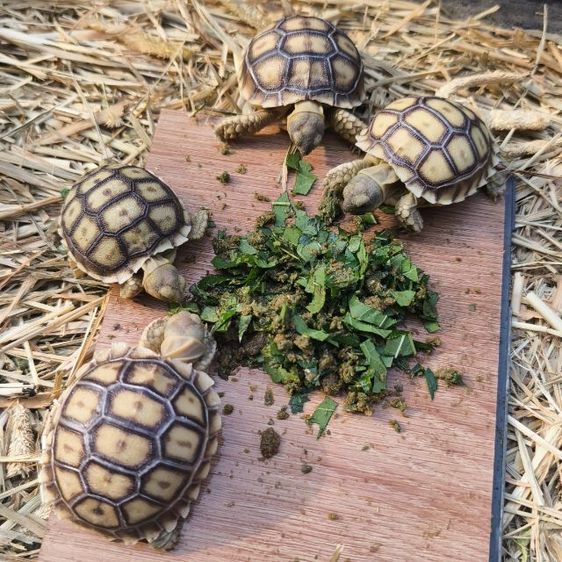 🐢 ลูกเต่าบกซูคาต้า (Sulcata Tortoise)
แข็งแรง กินเก่ง ขับถ่ายดี ฟักจากไข่เอง เลี้ยงแดดธรรมชาติ 💚
กระดองสวย ไม่ป่วย ไม่โทรม