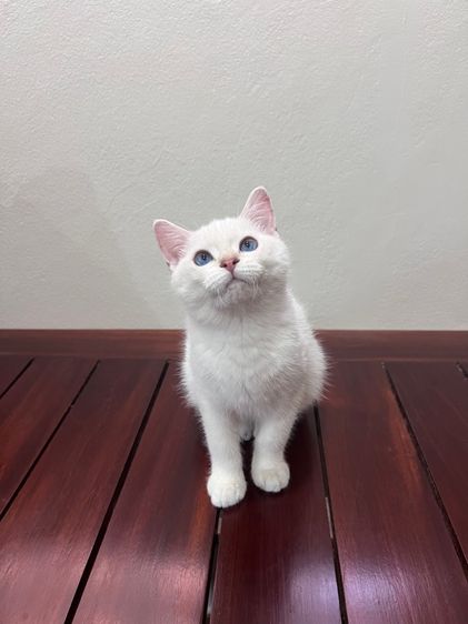 ลูกแมวบริติชลูกแชมป์หุ่นหมี