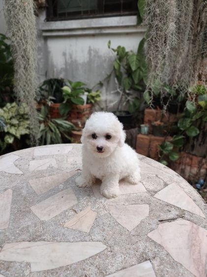 พุดเดิ้ล (Poodle) เล็ก พุดเดิ้ลทอยเพศผู้จังหวัดอุดรธานี