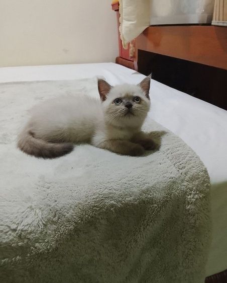 บริติช ชอร์ตแฮร์ (British Shorthair) บริติช บลูพอยท์  ชาย หาบ้านด่วน