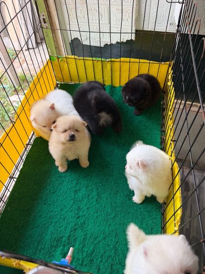 ปอมเมอเรเนียน (Pomeranian) เล็ก ปอมหมีๆหลายตัว เริ่มที่3500