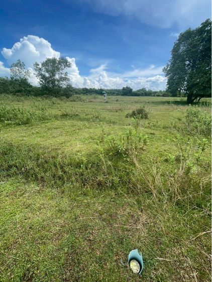 ใช่ ขายที่ดินจัดสรร 3 แปลงติดกัน ใกล้ถนนใหญ่ จะนะ – บ้านคลองเปี๊ยะ จ.สงขลา 🌿