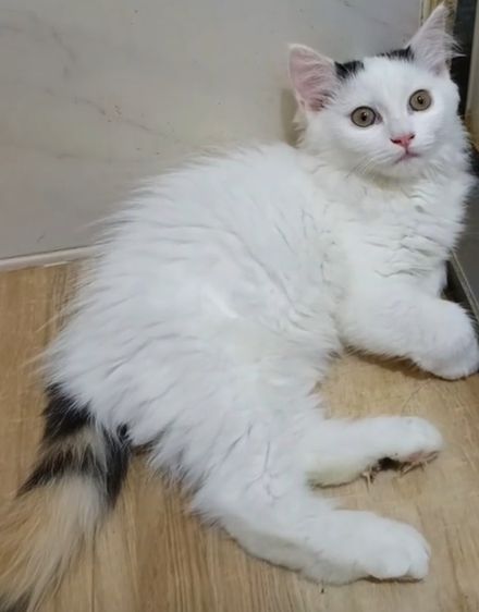 เปอร์เซีย (Persian) แมวเปอร์เซีย