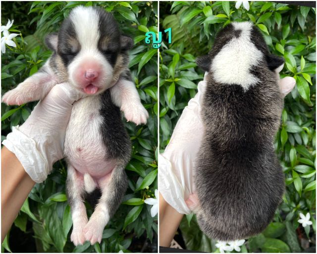 เปิดจองลูกสุนัขคอร์กี้แท้ รูปที่ 2