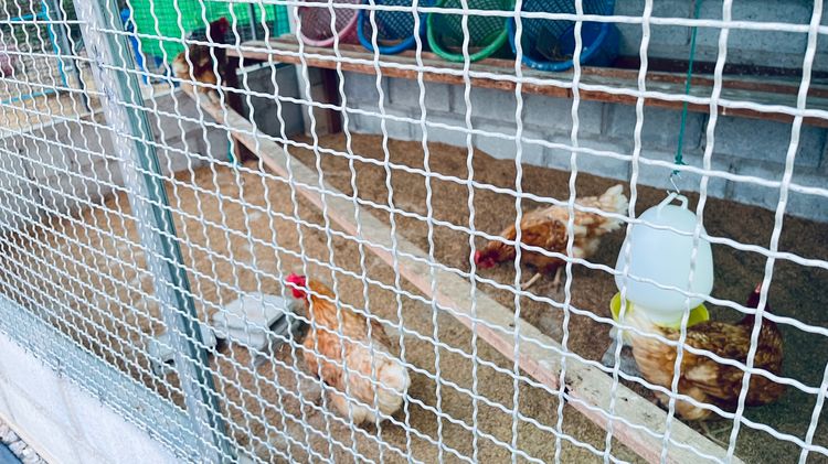 แม่ไก่ไข่