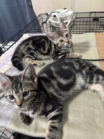 อเมริกัน ชอร์ตแฮร์ (American Shorthair) ช้อตแฮร์แท้ ผญ ลายชัด พร้อมย้าย