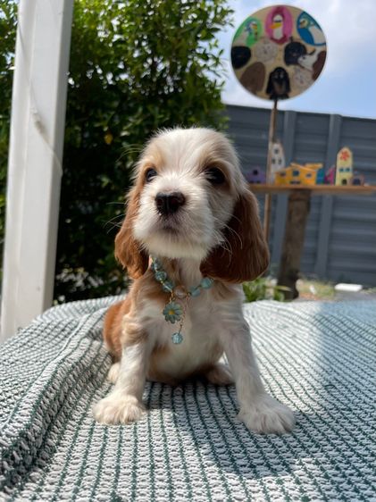 อื่นๆ กลาง English Cocker spaniel (อิงลิชค็อกเกอร์สเปเนียล)