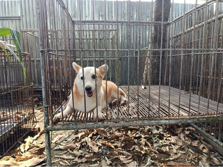 คอร์กี้ (Corgi) กลาง คอร์กี้ แม่พันธ์ุ