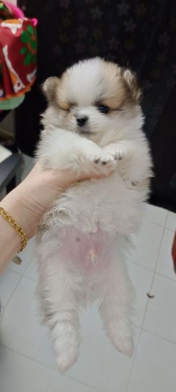 ปอมชิวาว่าพร้อมย้ายบ้านค่ะน้องเกิด13มีนา69 รูปที่ 3
