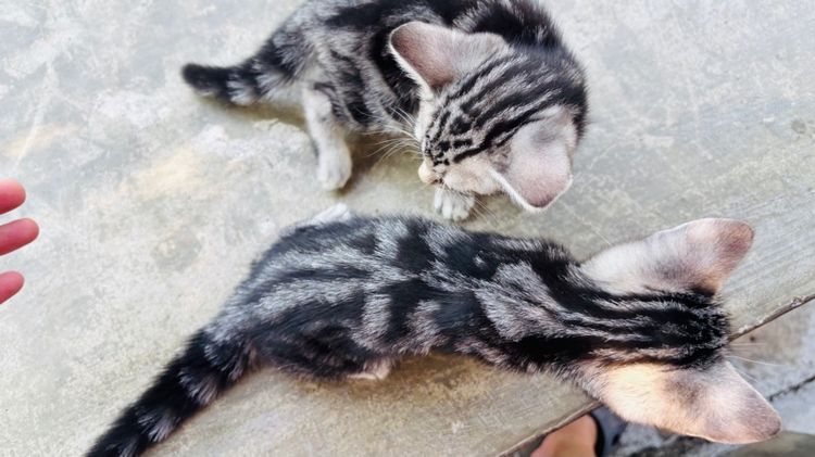 อเมริกันชอร์ตแฮร์แท้ ผู้ และ เมีย  รูปที่ 4