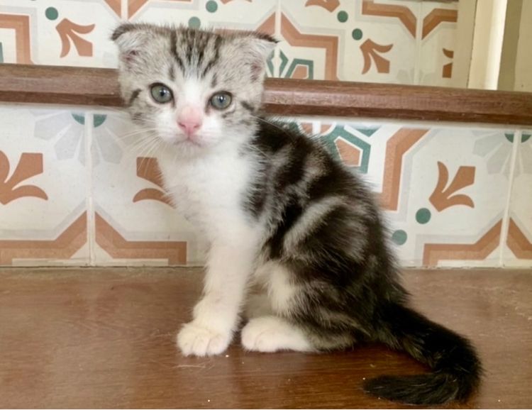 สก็อตติช โฟลด์ (Scottish Fold) เด็กชายหูดีด
