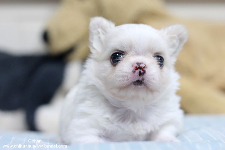 ชิวาวา (Chihuahua) เล็ก ชิวาวา ชิวาว่า chihuahua 
