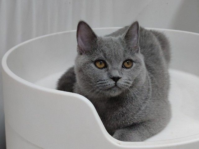 บริติช ชอร์ตแฮร์ (British Shorthair) บริติชช็อตแฮร์ ด.ญ.ฟอร์มสวย