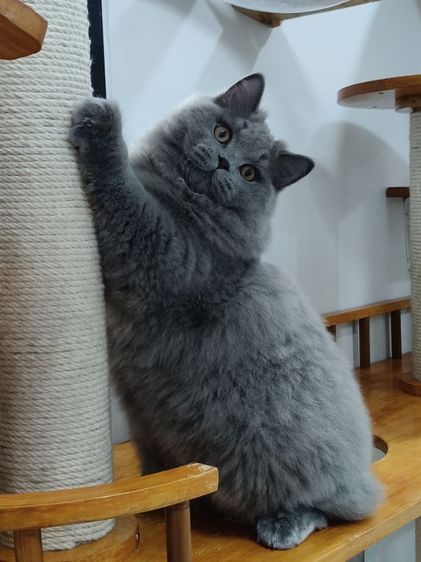 บริติช ชอร์ตแฮร์ (British Shorthair) บริติชช็อตแฮร์แท้เพศผู้