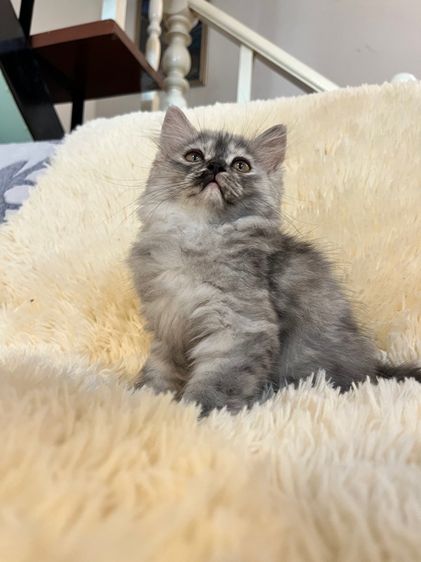 แมวเปอเซีย