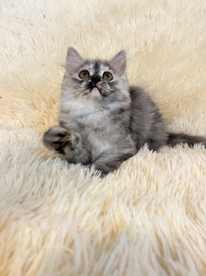 แมวเปอเซีย