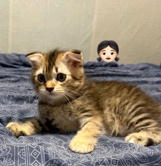 สก็อตติช โฟลด์ (Scottish Fold) สก๊อตติชเมนคูน