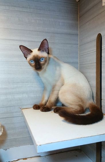 วิเชียรมาศ (Siamese Cat) แมววิเชียรมาศ เพศเมีย อายุ 3เดือน20วันวัคซีนแล้ว1เข็มก่อนย้ายตรวจหัดแมวฟรีรับประกันเอดส์แมวกับรูคีเมียคะ