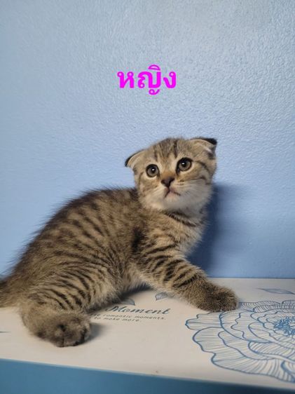 สก็อตติช รูปที่ 2