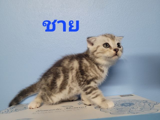 สก็อตติช รูปที่ 3