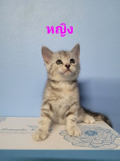 สก็อตติช โฟลด์ (Scottish Fold) สก็อตติช