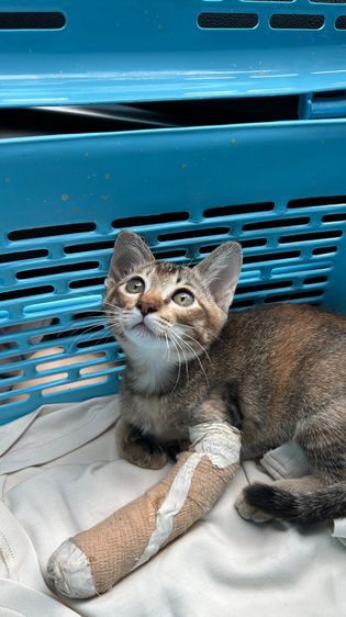 ฟรี แมวเปรอะหน้าสลิด วัคซีนครบ เด็กดี ตรวจโรคแล้ว เคยขาหักแต่หายแล้วค่า