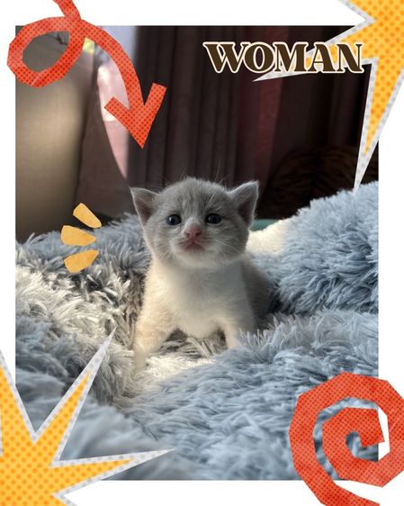 บริติช ชอร์ตแฮร์ (British Shorthair) แมวบริติสผสมสกอตติส