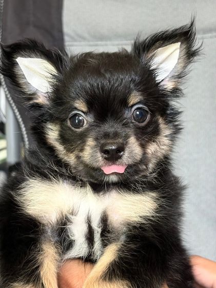 ชิวาวา (Chihuahua) เล็ก หมาชิวาวา มาร์คไซ