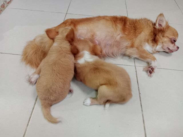 ชิวาวาแท้ขนยาว รูปที่ 2