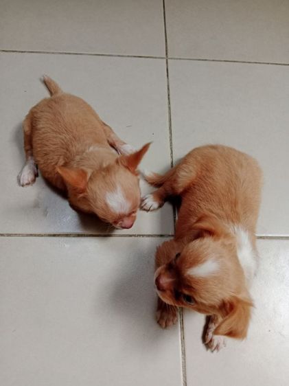 ชิวาวาแท้ขนยาว รูปที่ 5