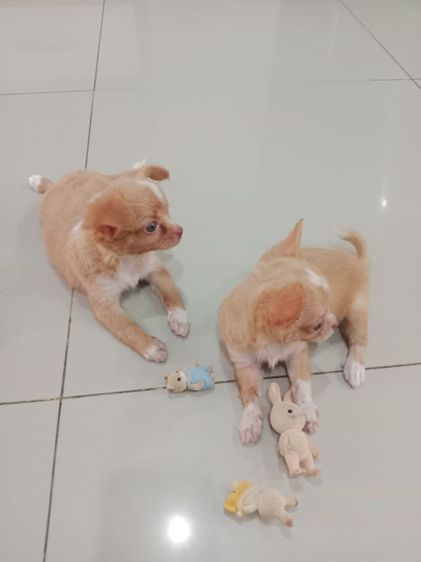 ชิวาวาแท้ขนยาว รูปที่ 8