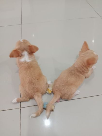 ชิวาวาแท้ขนยาว รูปที่ 6