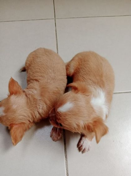 ชิวาวาแท้ขนยาว รูปที่ 4