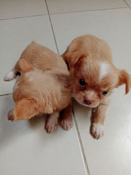 ชิวาวา (Chihuahua) เล็ก ชิวาวาแท้ขนยาว