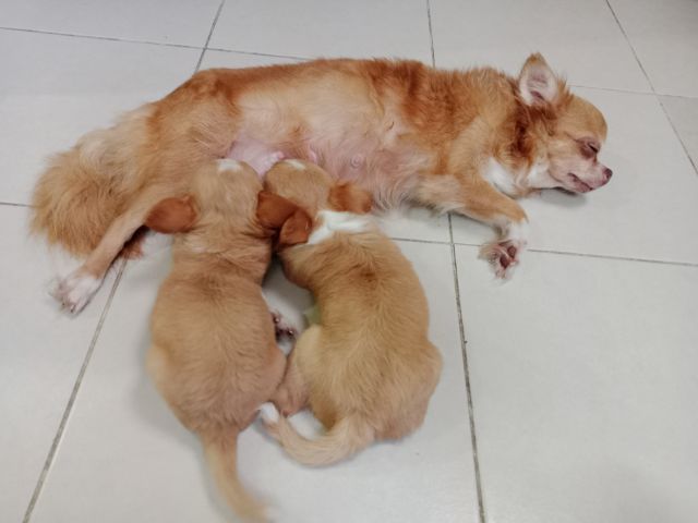 ชิวาวาแท้ขนยาว รูปที่ 3