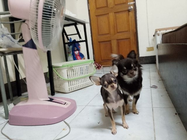 ชิวาวา (Chihuahua) เล็ก ชิวาว่า ขนสั้น