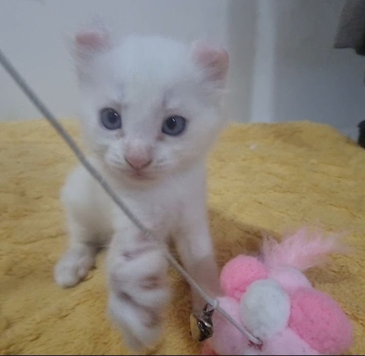 American curl  รูปที่ 4