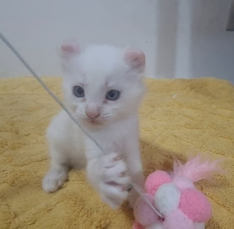 American curl  รูปที่ 6