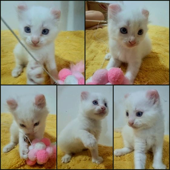 American curl  รูปที่ 3