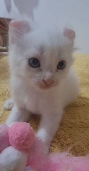American curl  รูปที่ 5