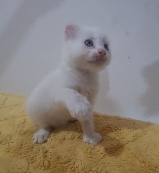 American curl  รูปที่ 2