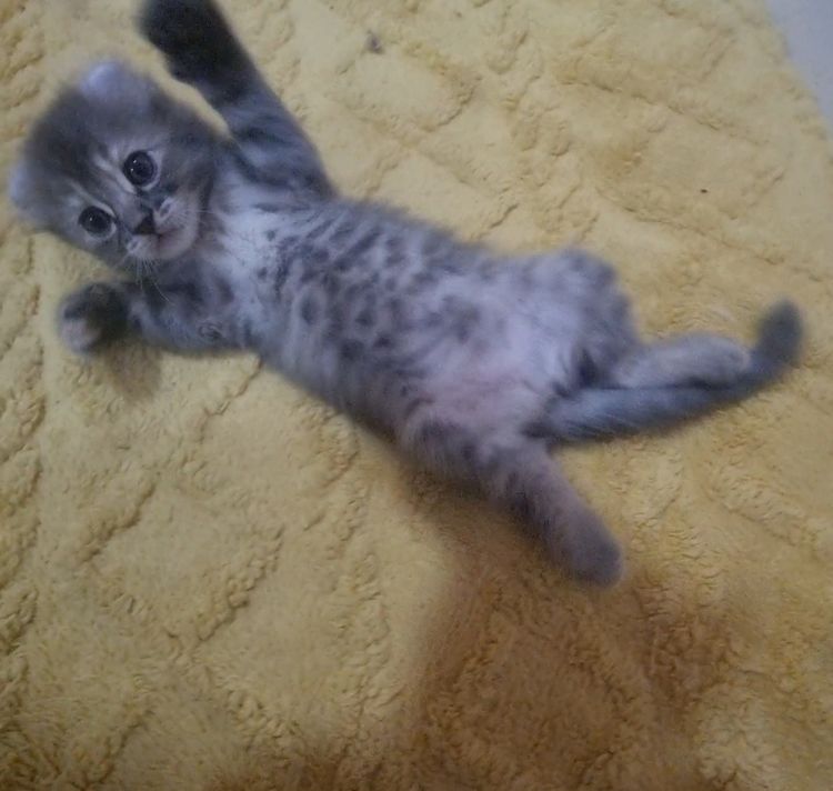 American curl  รูปที่ 2