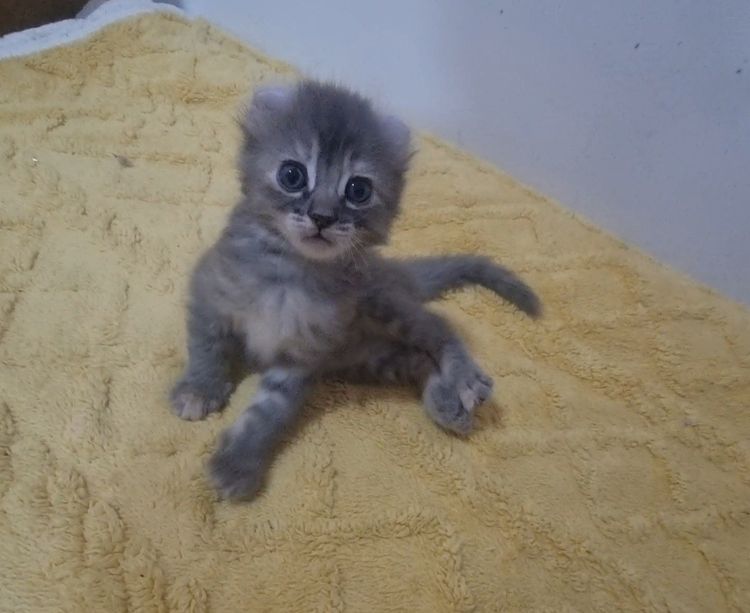 American curl  รูปที่ 5