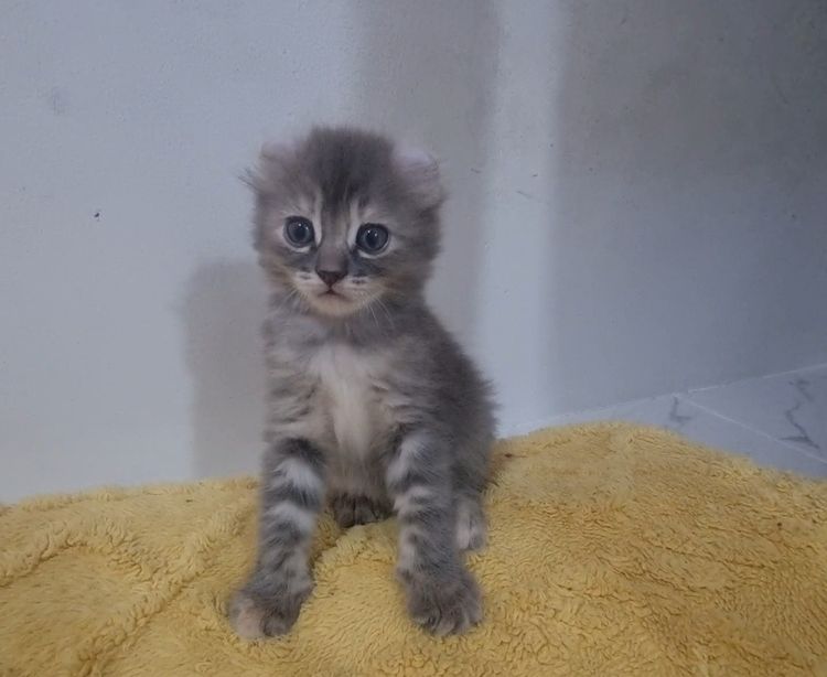 American curl  รูปที่ 4