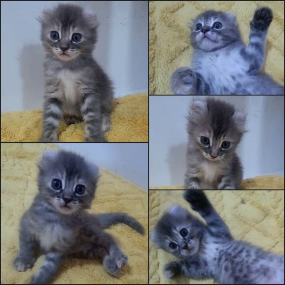 อเมริกัน เคิร์ล (American Curl) American curl 