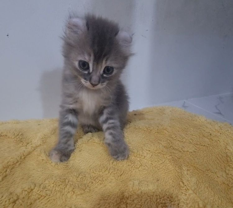 American curl  รูปที่ 6